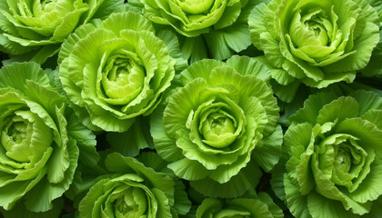 Green lettuce heads in a field for organic farming imagery