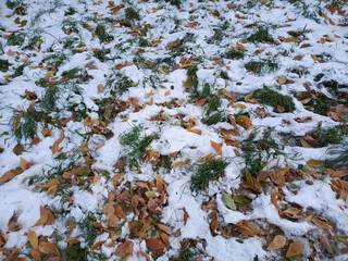 The first snow fell on the green grass and dry leaves. Cold snap. Grass food for animals under the snow. Spring, autumn, winter. Frost. Precipitation.