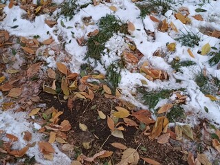 A thin layer of snow lies on the green grass and leaves. Frost. Cold weather. First snow. Autumn, spring. Weather. Background. Cold snap. Precipitation snow.