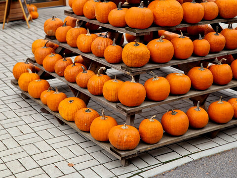 a pyramid shape shelf with embedded orange pumpkins as an eye-catcher for visitors to the town. order and cleanliness in the yard to sell vegetables