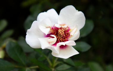 中心が赤い白薔薇