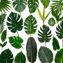 Fototapeta premium Photography of Lush Greenery Showcase of diverse green leaves, featuring large, glossy broad monstera leaves 