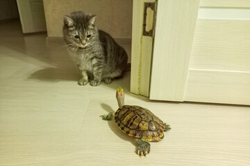 The red-eared turtle is moving inside the house to another room and came across a gray striped...