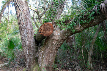 Fallen Tree in Forest