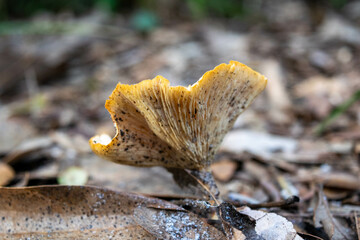 Close Up dirty Mushroom