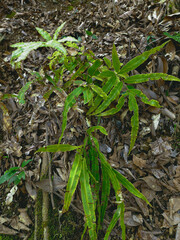 Wild plants found in the middle of the forest