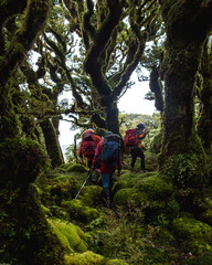 Group of hikers walking through green forest