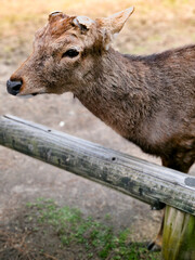 A deer in Nara Park, Japan, whose antlers have been cut off