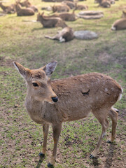 Image of a fawn in Nara deer park, Japan