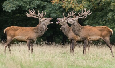 Fototapeta premium Red Deer During Rutting Season