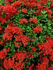Ashoka flower is a plant commonly used as an ornamental plant in the yard.