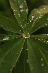 water drops on leaf