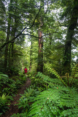 Hiker walks through rainforest with ferns