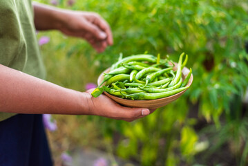 Woman holding Freshly harvested green chilies in a bowl.