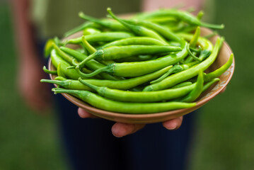 Fresh green chilies harvested from an organic garden