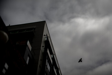 Obraz premium Silhouette of a bird flying in urban setting overcast sky