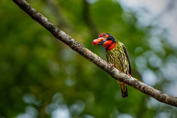 coppersmith barbet bird is carrying food