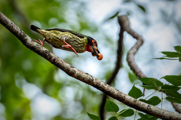 coppersmith barbet bird is carrying food