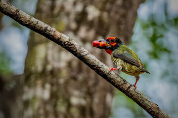 coppersmith barbet bird is carrying food