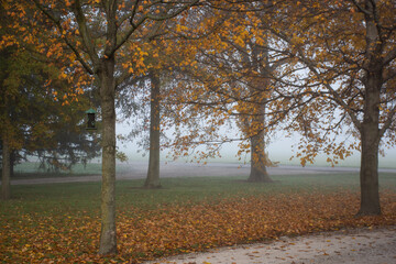 Autumn trees and fallen leaves set against the morning fog