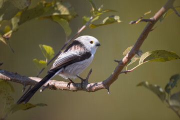 A long-tailed tit sits on the branch with green leaves
