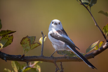 A long-tailed tit sits on the branch with green leaves