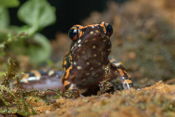 The spotted stream frog inside a bush