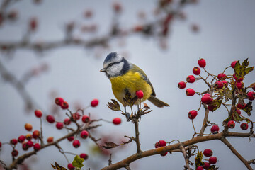 Eurasian blue tit sits on the branch with red berries