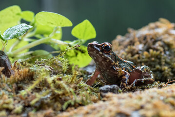 The spotted stream frog inside a bush