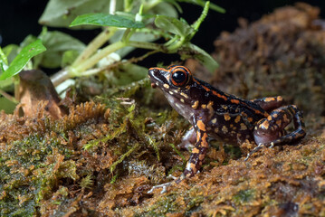 The spotted stream frog inside a bush