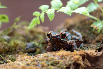 The spotted stream frog inside a bush