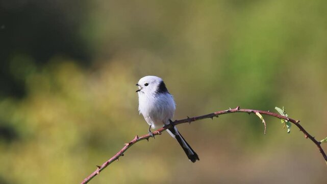 A long-tailed tit sits on the branch of a rose hip and calls