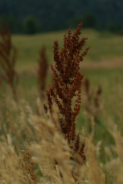 Flower stalk in a field