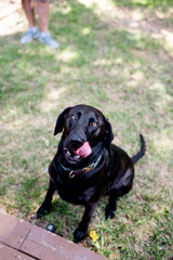 Portrait of Black Lab with Tongue out in Dallas, Texas