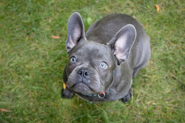 Fototapeta premium A young male French bulldog sits on the green grass