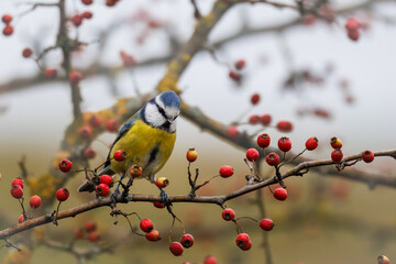 Eurasian blue tit sits on the branch with red berries