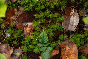 Close-up of green moss and brown leaves covering the forest floor