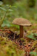 A lone mushroom grows amidst moss and small plants