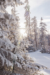 Sunflare shining through snowy branches in a winter forest landscape