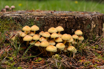 Cluster of small mushrooms against a tree stump and pine needles.