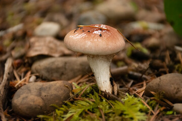 Small reddish-brown mushroom growing on the forest floor.