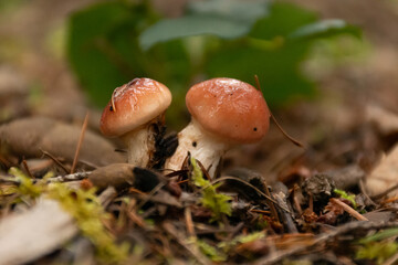 Two small mushrooms growing close together on the forest floor.