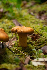 Chantrelle mushroom and bright green moss.