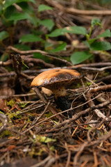 Dark brown mushroom in pine needles on the forest floor.