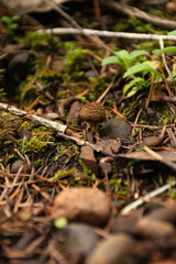 Dark brown mushroom in pine needles on the forest floor.