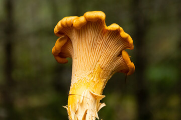 Golden chanterelle mushroom in a forest near Olympia, Washington © Cavan