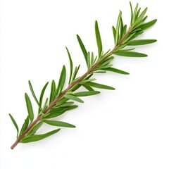 Fototapeta premium Fresh green rosemary herb branch on a white isolated background.