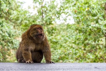 Close-up of a monkey sitting on the ground in the forest.