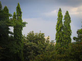 Pine trees and cloudy clouds