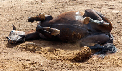 The horse is lying on the ground